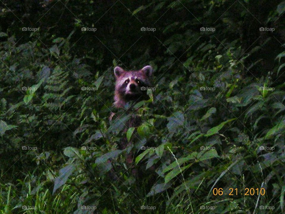 rocky the racoon