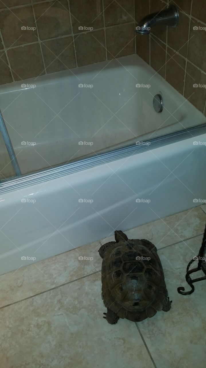 Tortoise wants a bath