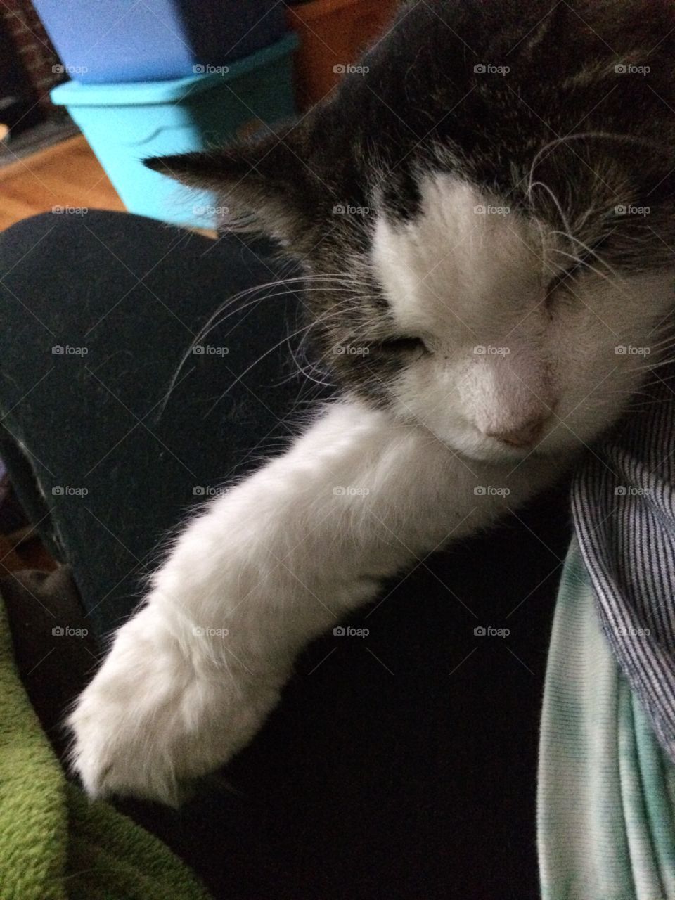 Sleepy cat