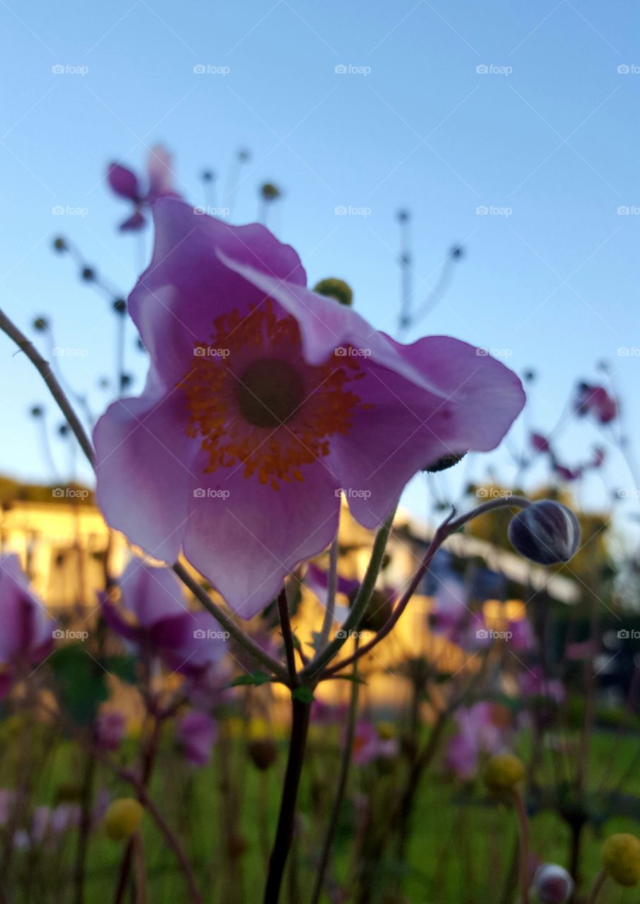 evening walk in the garden