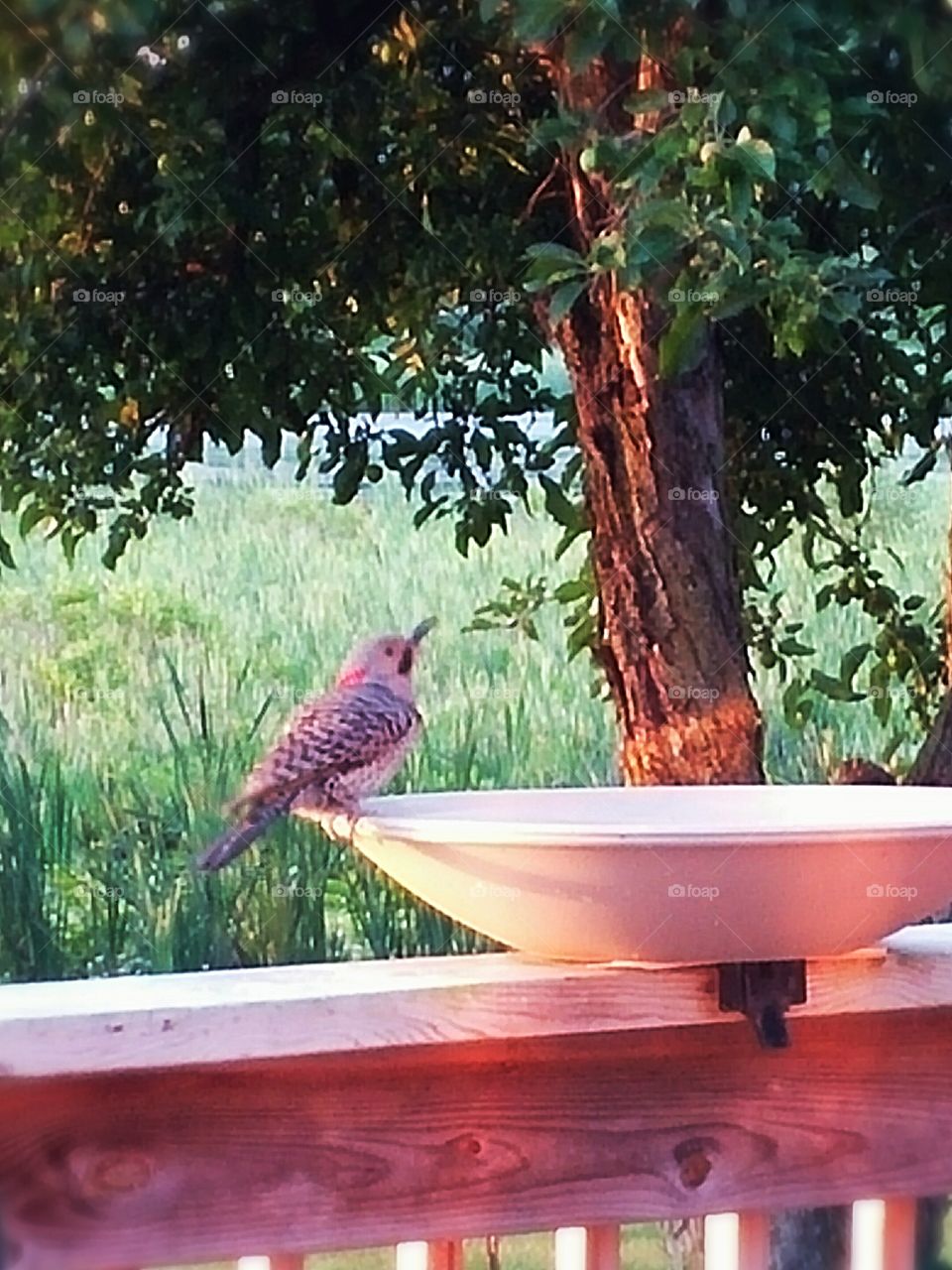 Northern Flicker Woodpecker