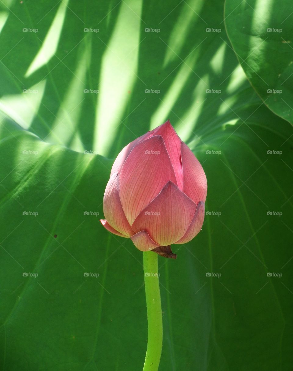 Lotus bloom 2. A beautiful lotus bloom getting ready to open