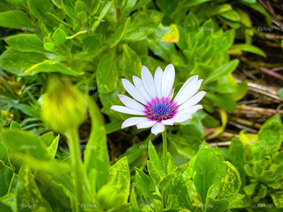 Spring in natures step