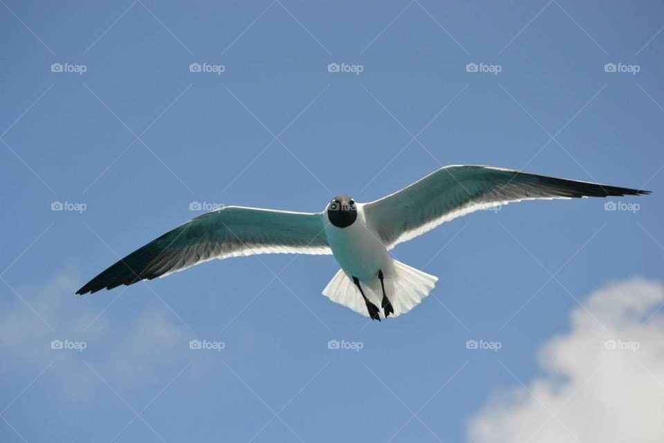 Caribbean seagull 