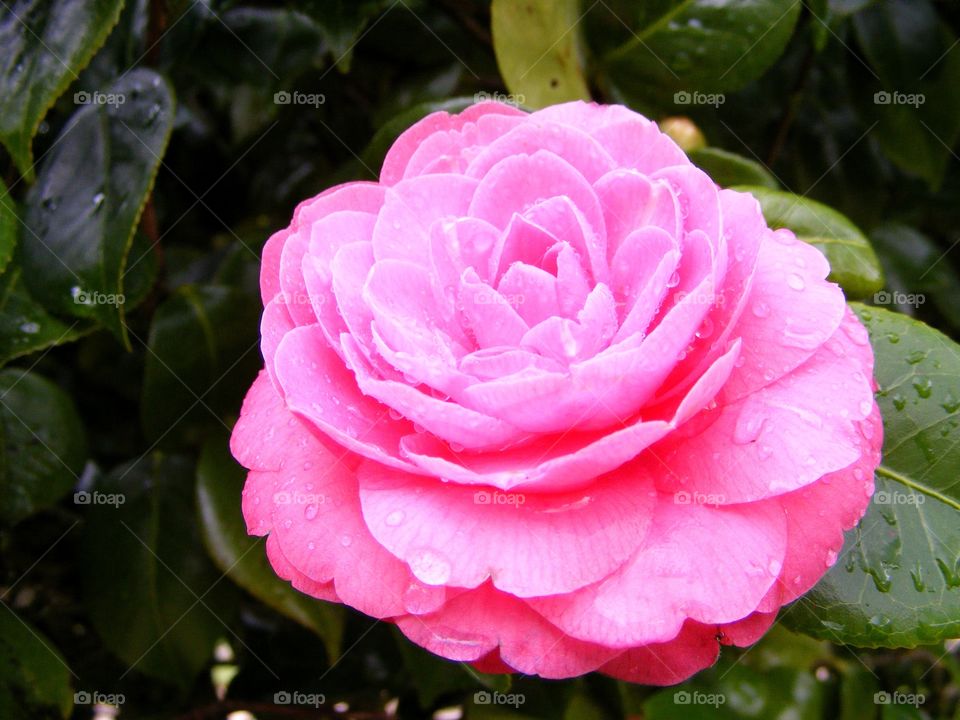 Closeup of a pink rose