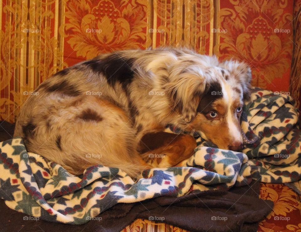 Dog curled up on a couch with blankets.