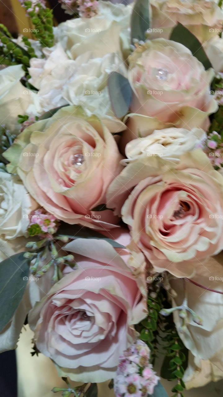 Romantic Antique Roses.