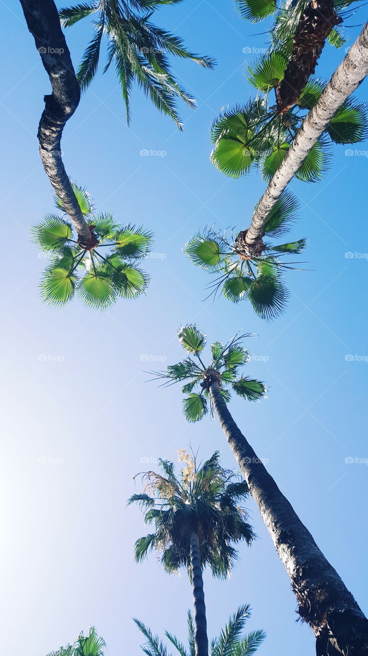 a few palms on a blue sky background