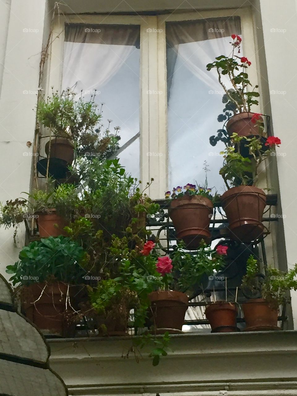 Potted plants window display