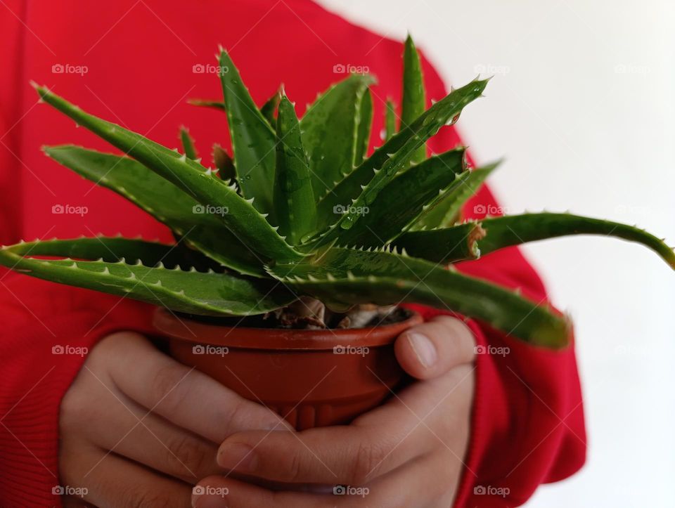 green aloe flower on red background.