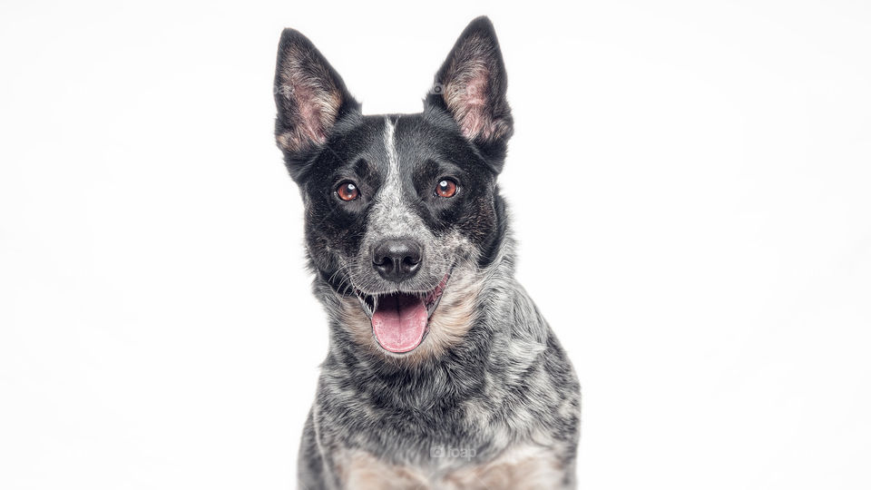 Australian Cattle Dog