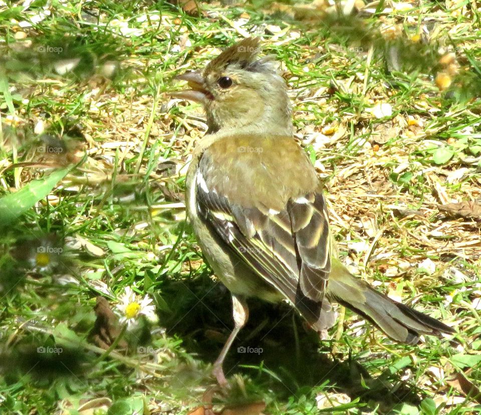 cute little bird