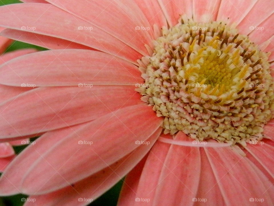 Pink African Gerbara Daisy closeup macro detail flower photography 