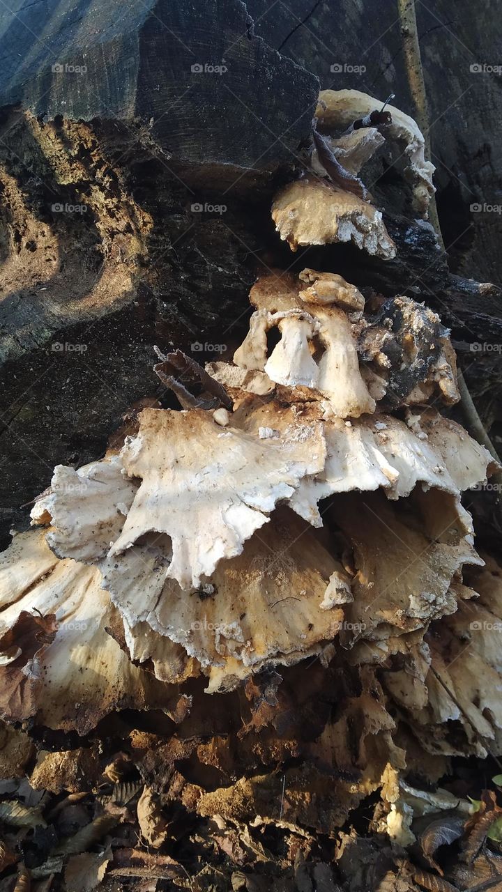 mushroom on the stump
