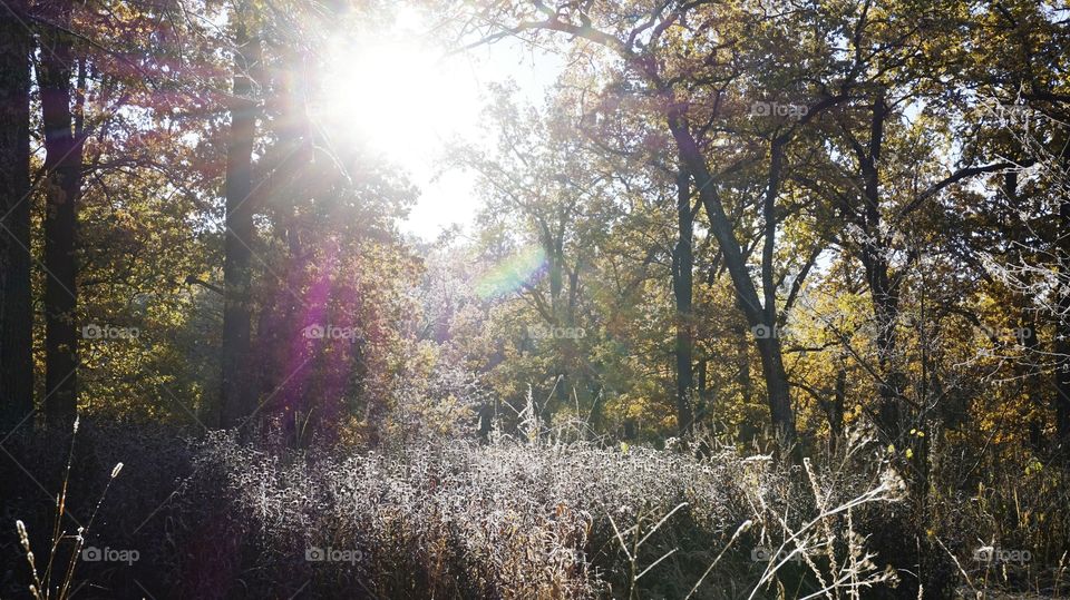 forest and Sun