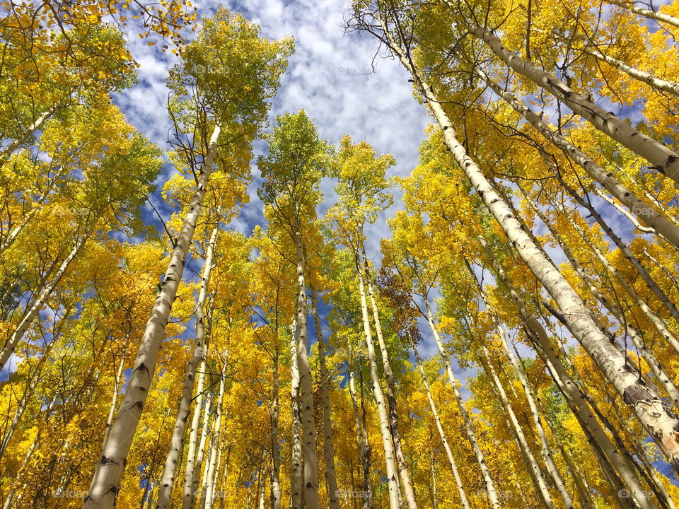 Low angle view of autumn tree