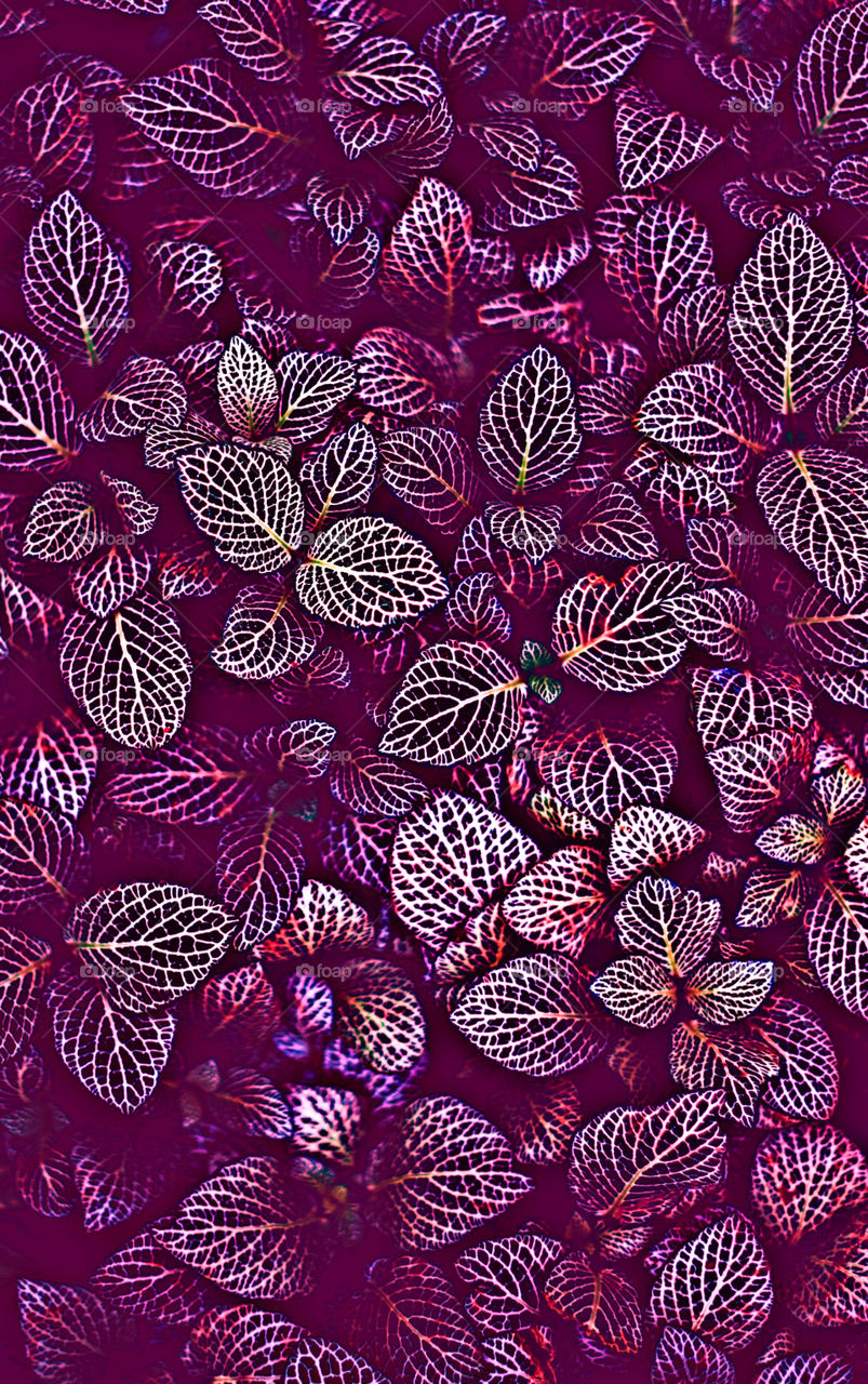 dark red tree leaves and branches background picture