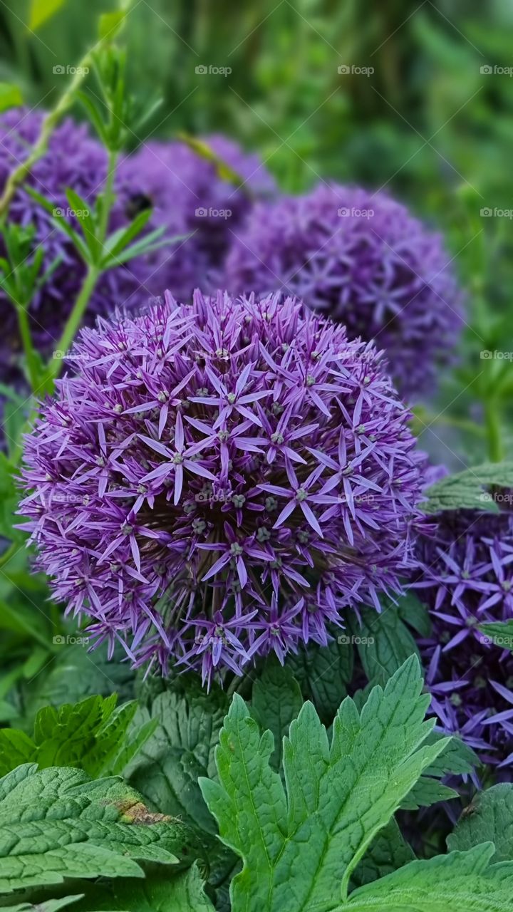 Beautiful flowers