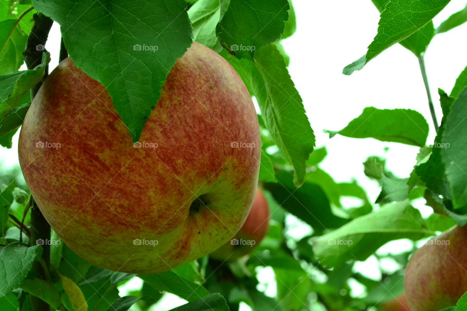 an apple in the garden