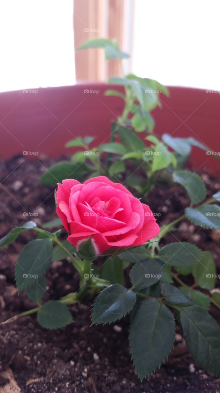 tiny rose
