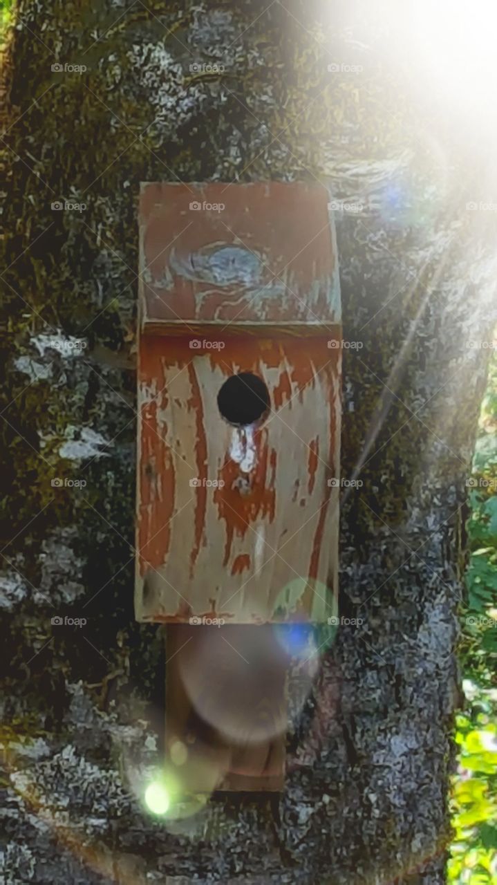 empty birdhouse in the sun