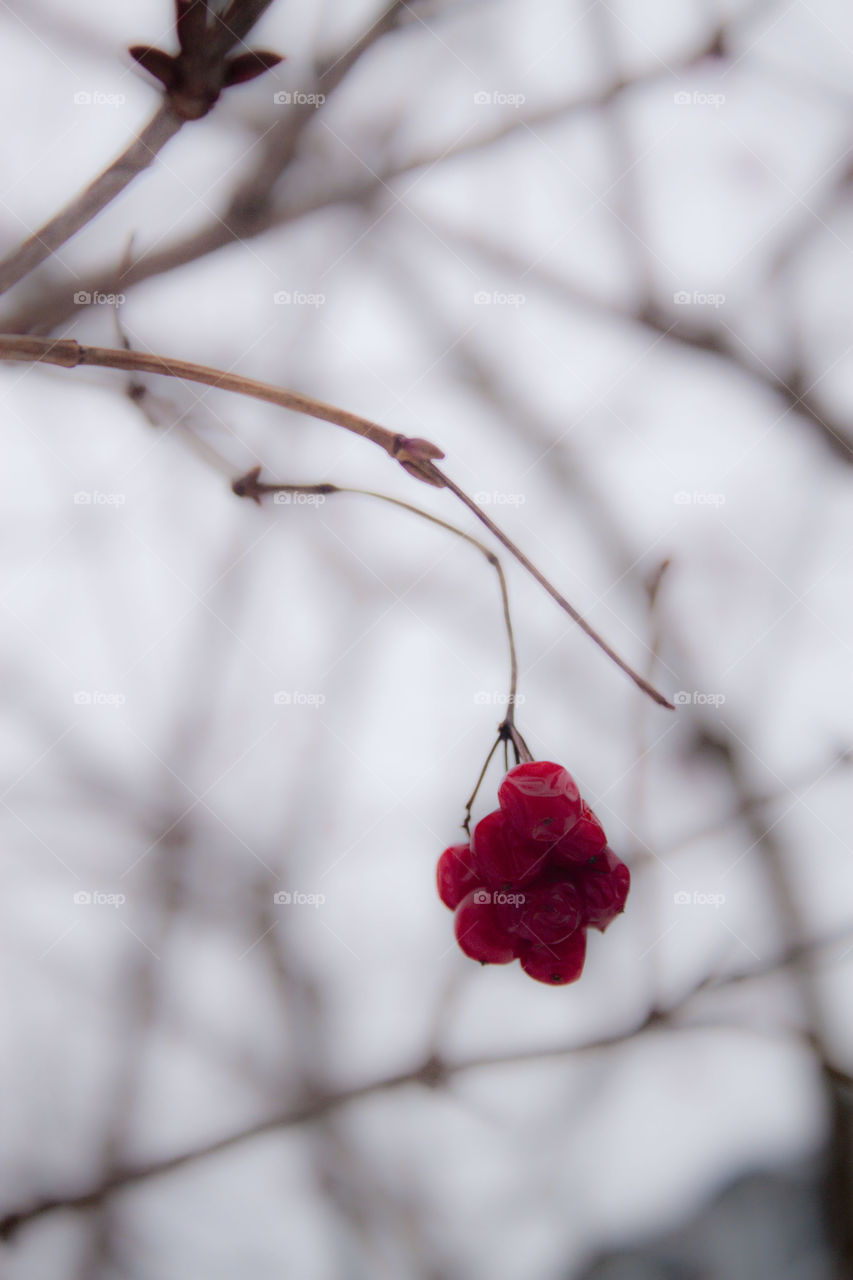 red berries in a winter wonderland