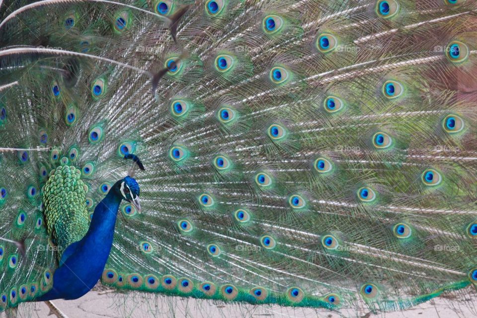 Fan Tail Peacock