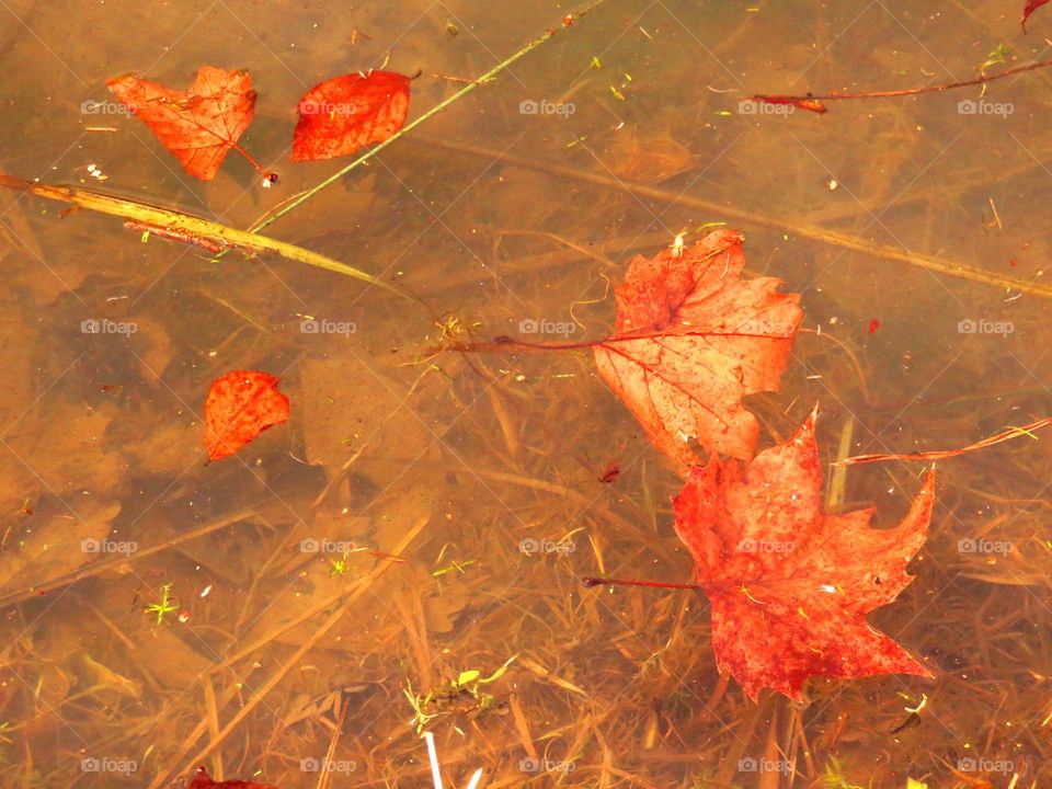 Maple leaves floating on water