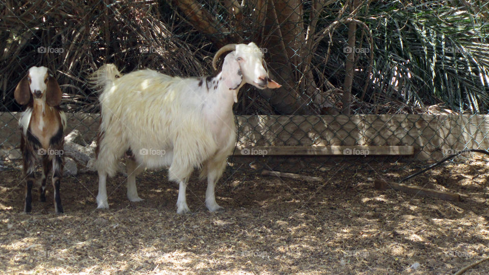 Goats inside the barn