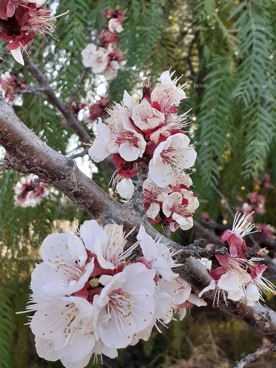 flores de primavera