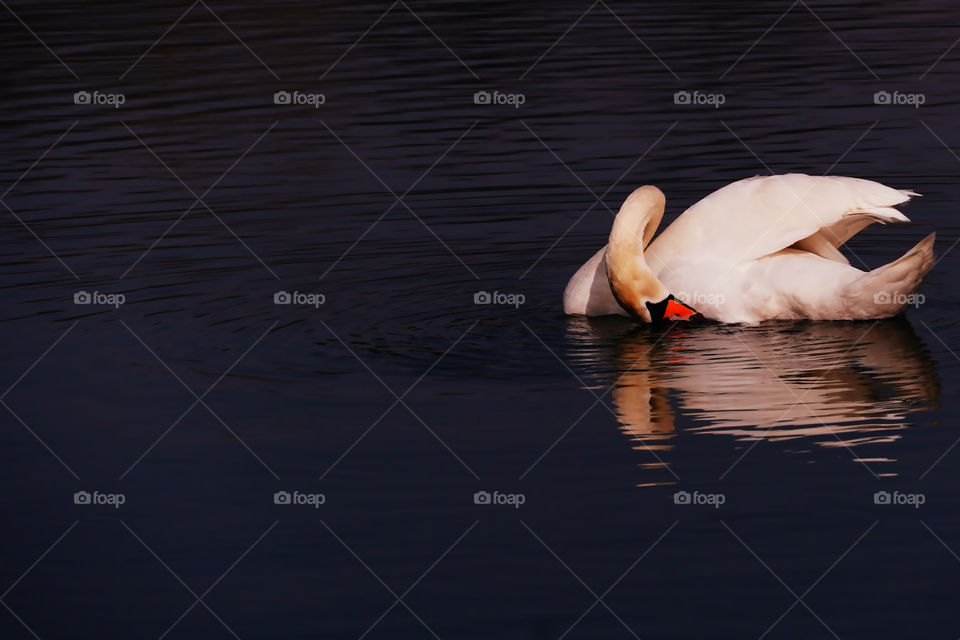 one swan in the water