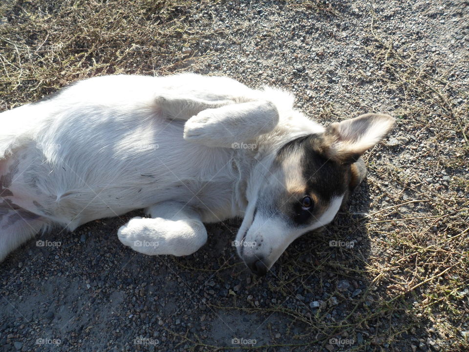 favorite dog resting