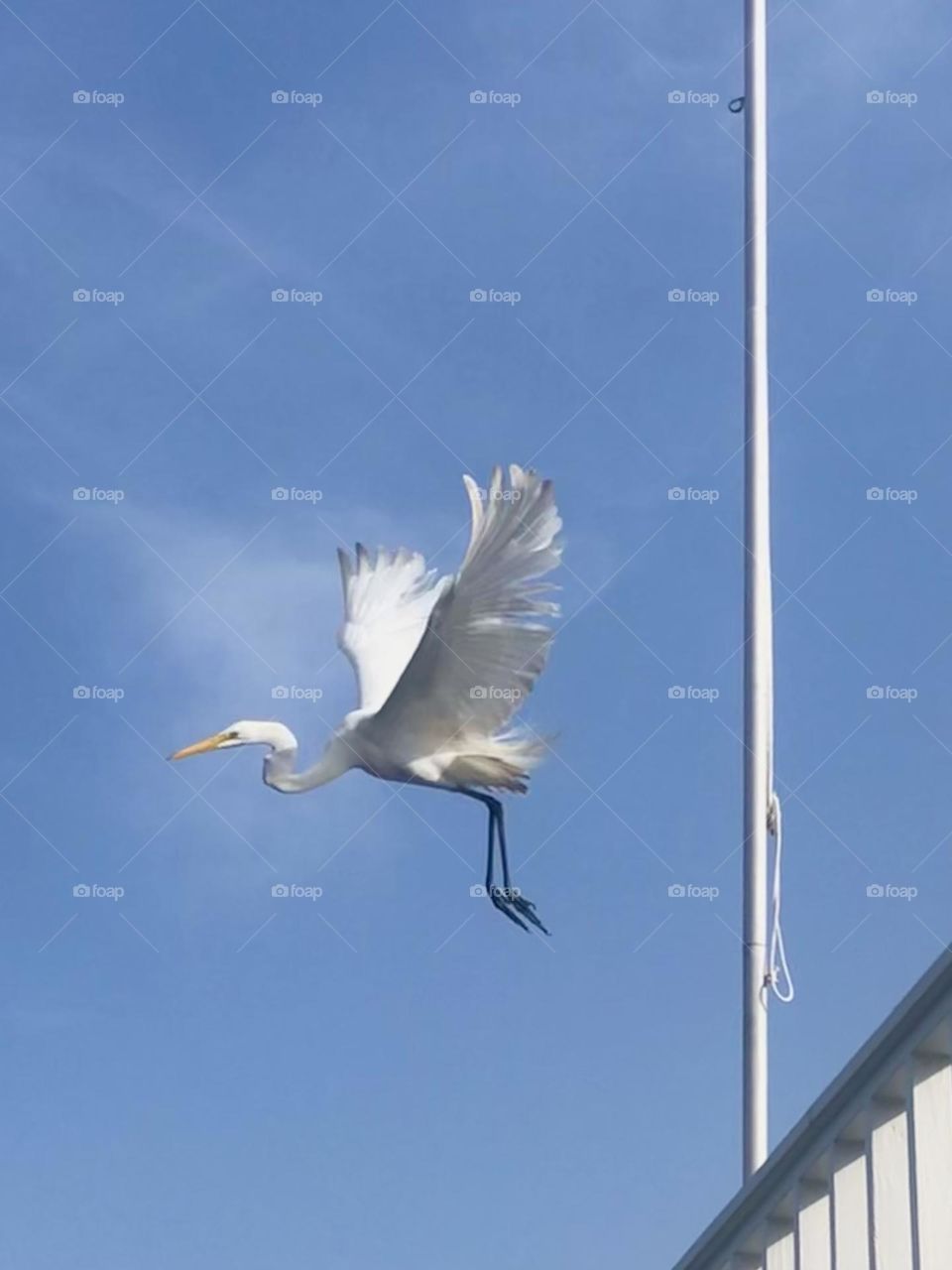 Editor’s choice. An egret taking flight against the blue sky from the balcony at the bay house 🤍