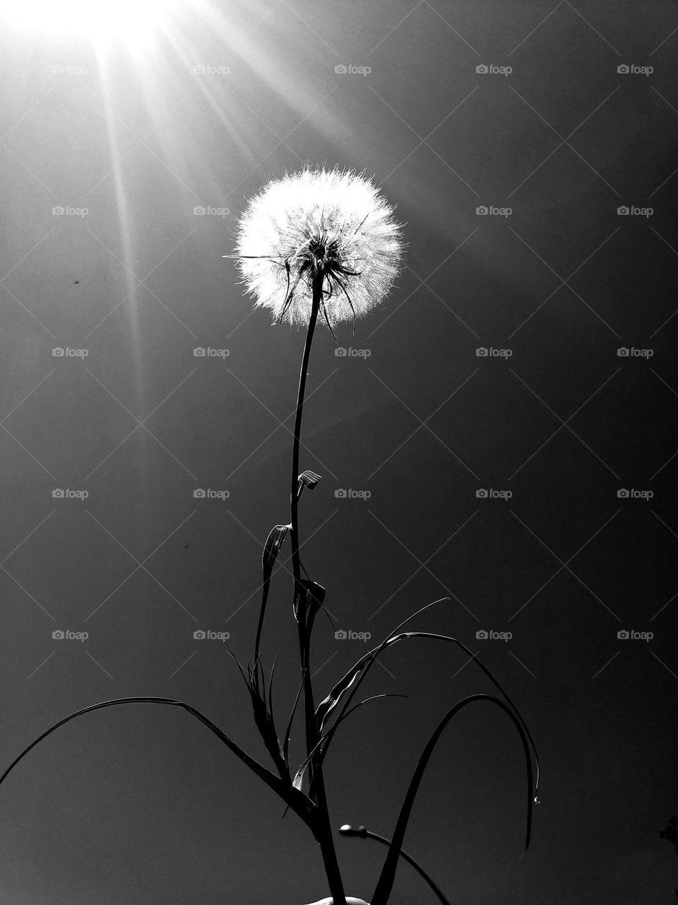 Dandelion