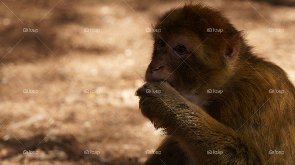 mono comiendo bosque de Africa