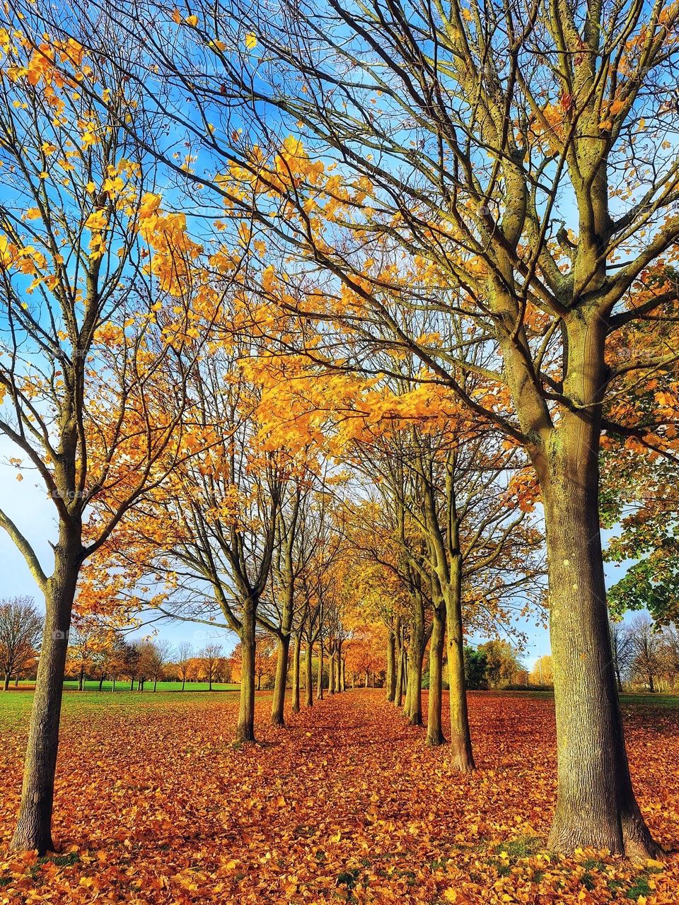 Bright Autumn morning