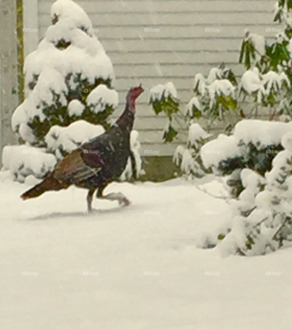 Turkey walking in the snow on Cape Cod