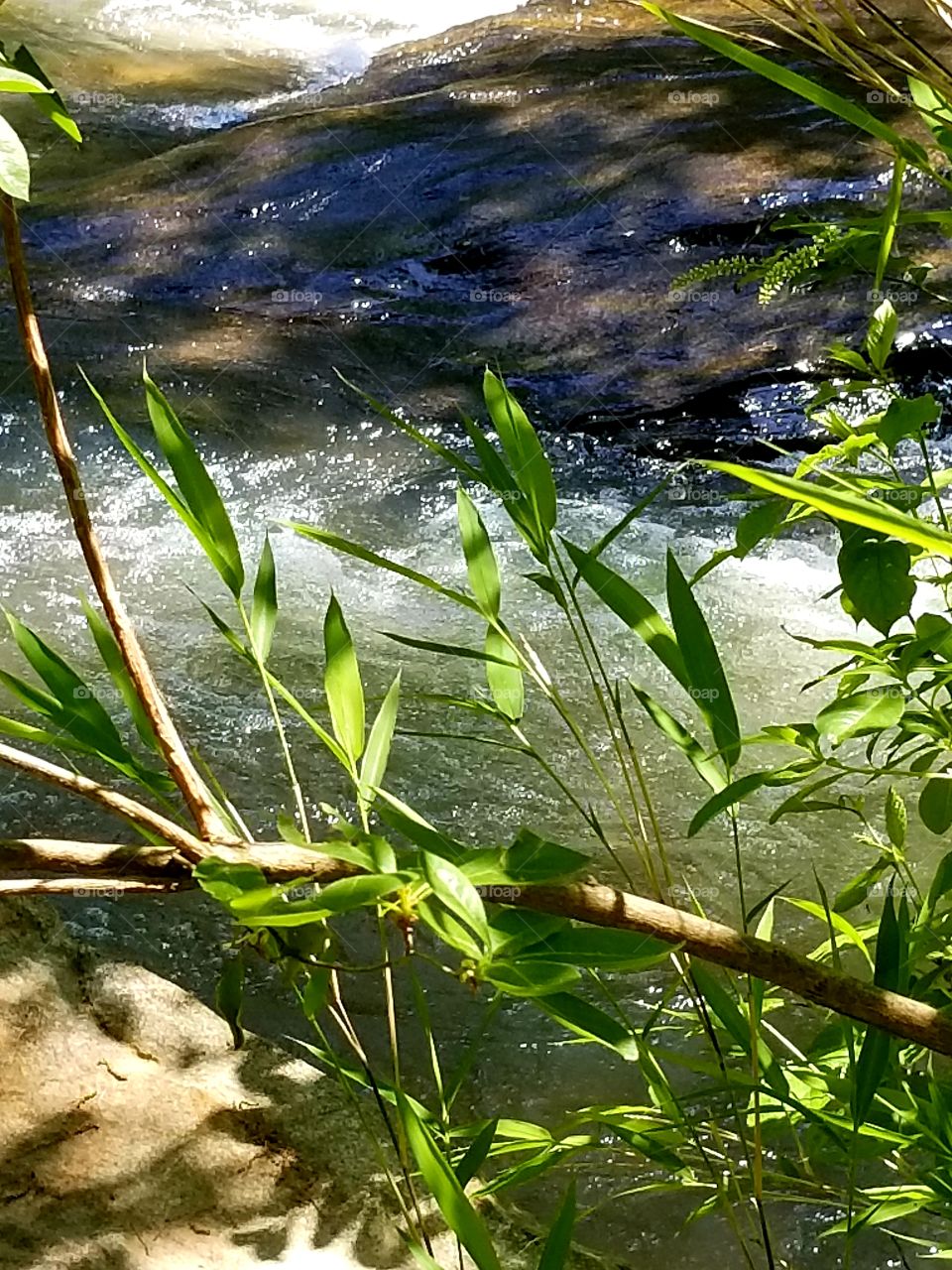 Cascading Rapids in June