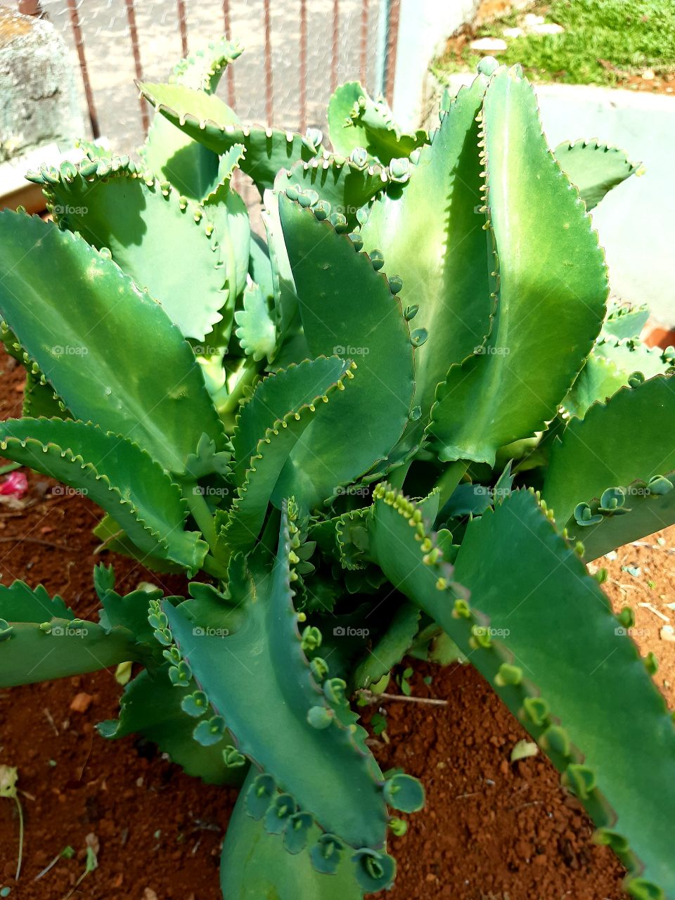 Planta suculenta criativa,  linda!