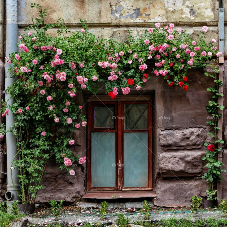 window and pink roses