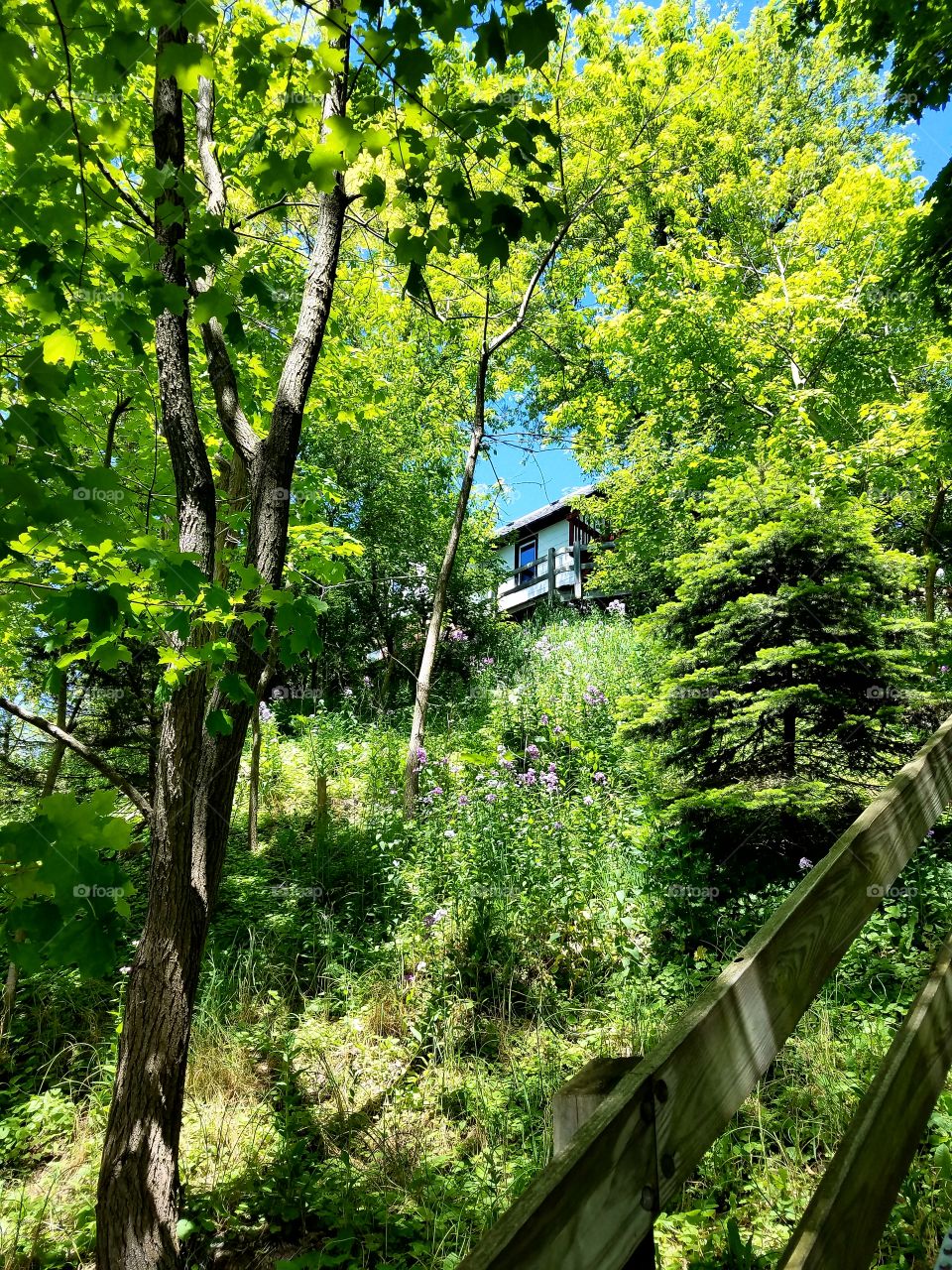 House on a Tree Filled Hill