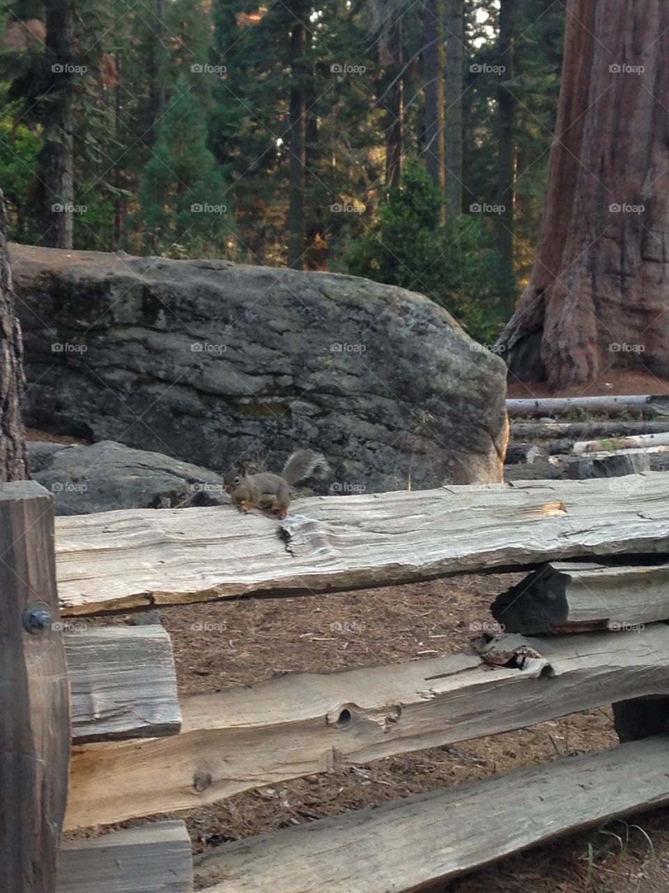 Freedom of squirrels