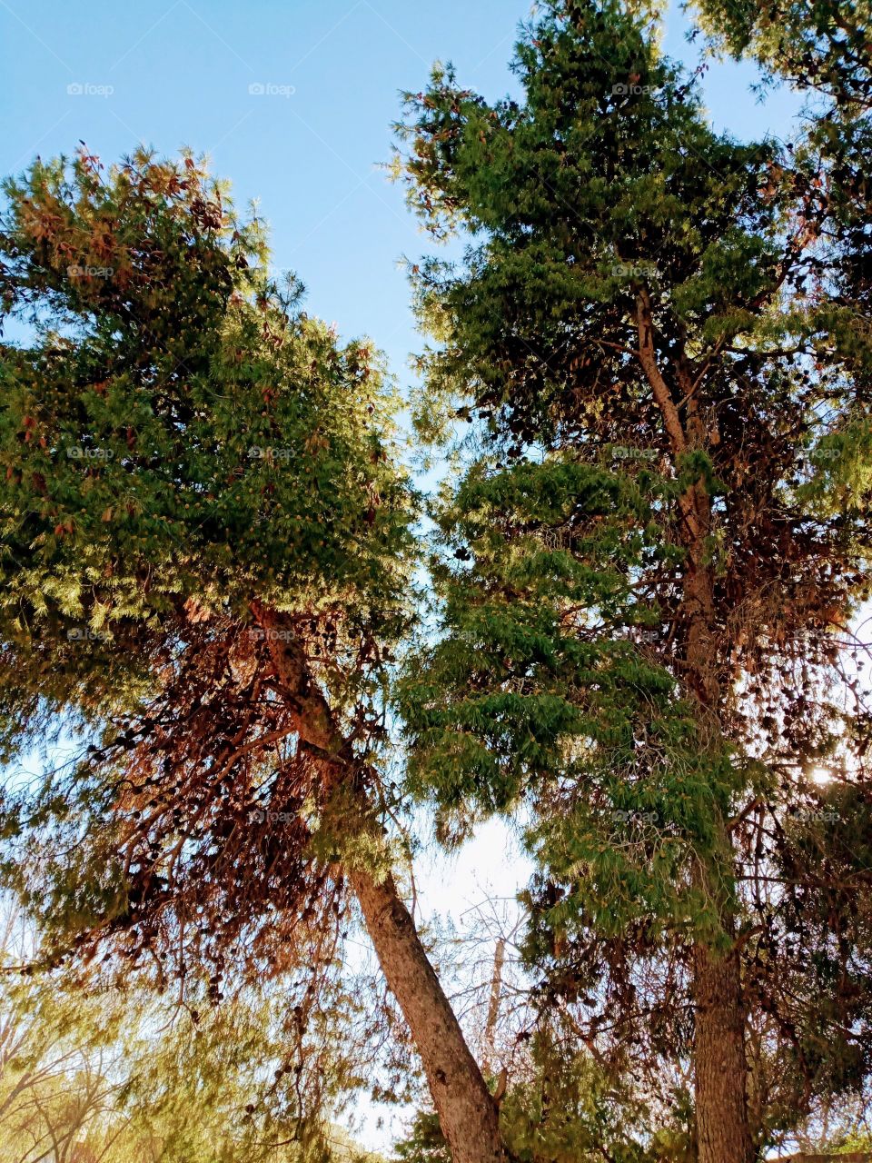 Image of trees