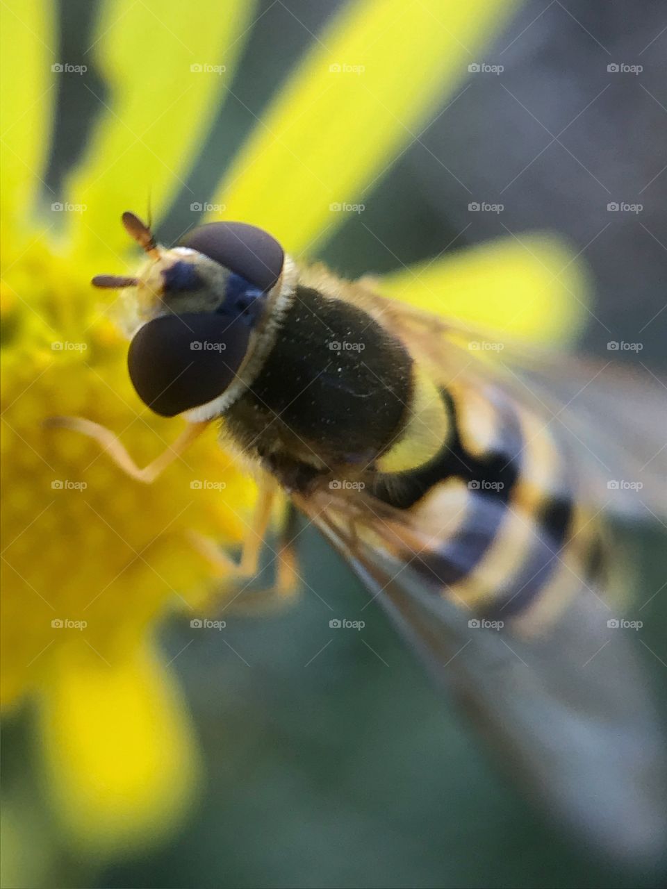 A nice bee | Photo with iPhone 7 + Macro lens. 🇫🇷