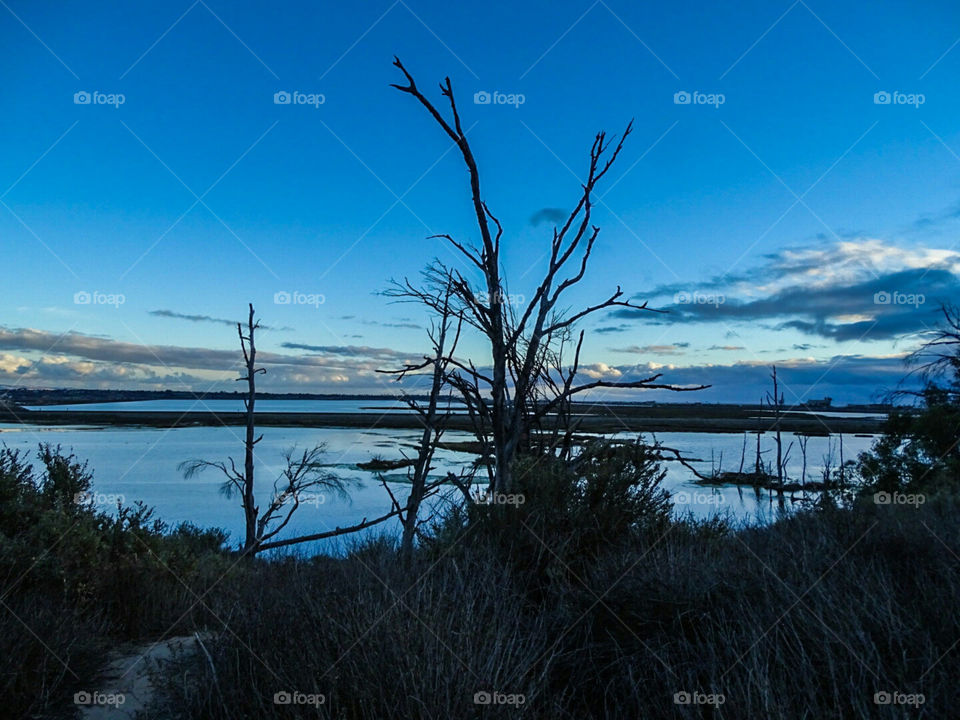 dead trees at wetlands