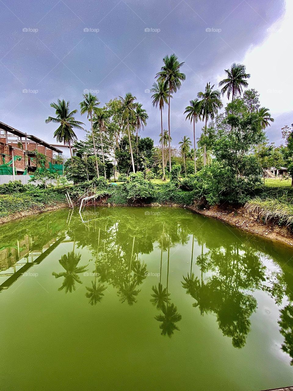 Man made mossy green lake surrounded by palm trees