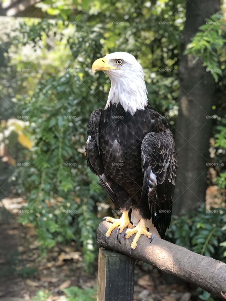Eagle at the Atlanta Zoo