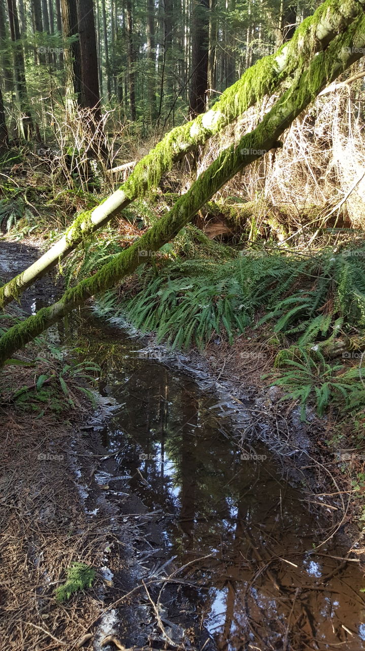 reflections in the forest