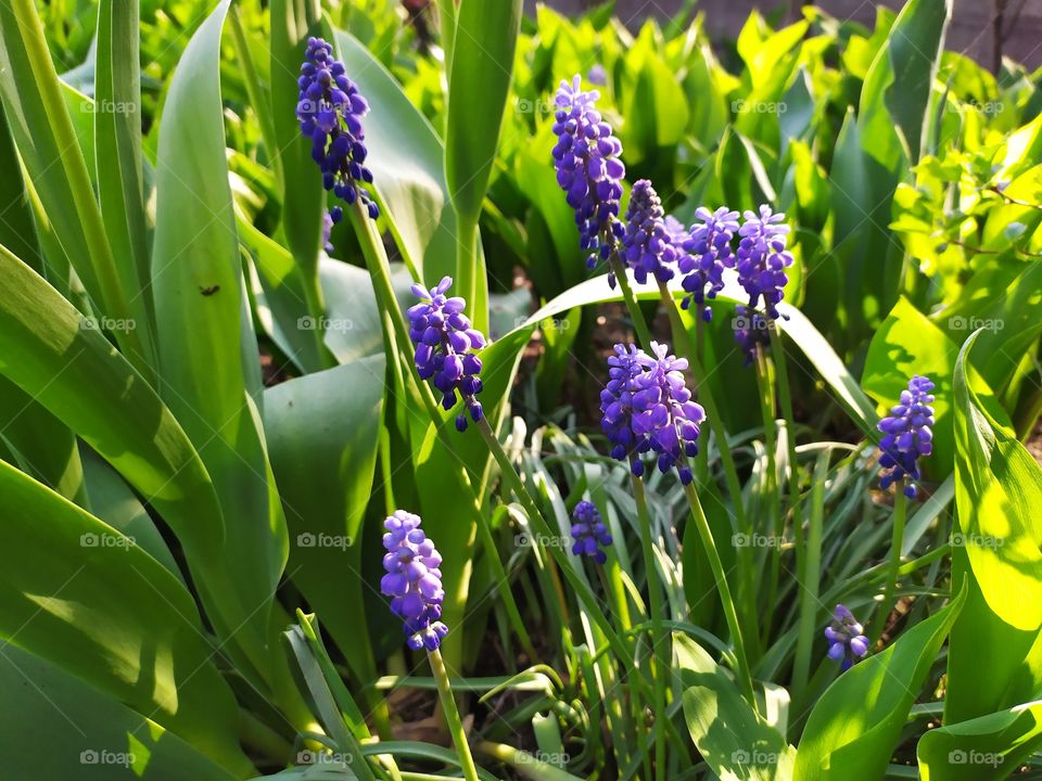 Closeup of Grape Hyacinth, Muscari Flowers in a Spring Garden