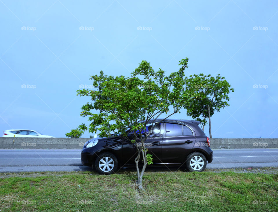 A car and a tree.